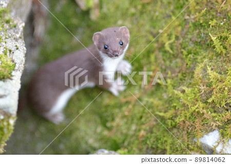 Least weasel, the world's smallest carnivore 89814062