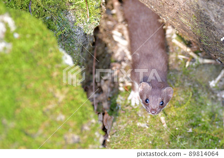 最小的黃鼠狼，世界上最小的食肉動物 89814064