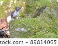 Least weasel, the world's smallest carnivore 89814065