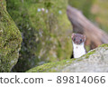 Least weasel, the world's smallest carnivore 89814066
