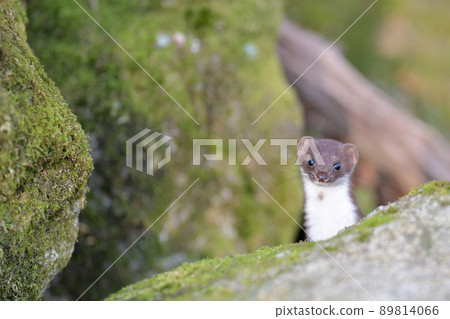 Least weasel, the world's smallest carnivore Least weasel, the world's smallest carnivore 89814066