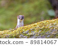 Least weasel, the world's smallest carnivore 89814067
