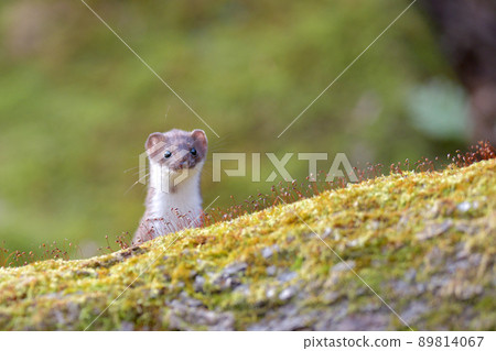 Least weasel, the world's smallest carnivore 89814067