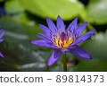 紫色蓮花池花日本風景 89814373