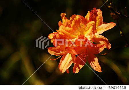 杜鵑花 89814386