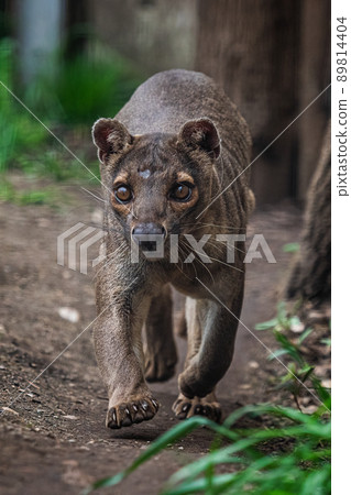 Endemic Madagascar fossa running on the path, Cryptoprocta ferox 89814404