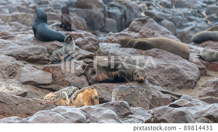 Seal colony at the Skeleton Coast Seal colony at the Skeleton Coast 89814431