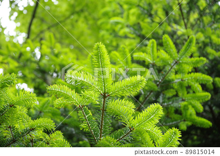 樅樹新鮮綠色 89815014