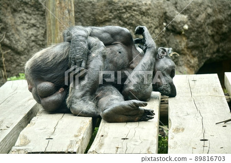 Chimpanzee 89816703