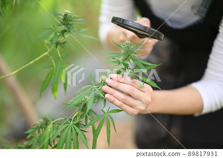 Farmer checking plants growth, observing hemp plants with magnifying glass. Herbal alternative medicine, cbd oil, pharmaceutical industry. Farmer checking plants growth, observing hemp plants with magnifying glass. Herbal alternative medicine, cbd oil, pharmaceutical industry. 89817931