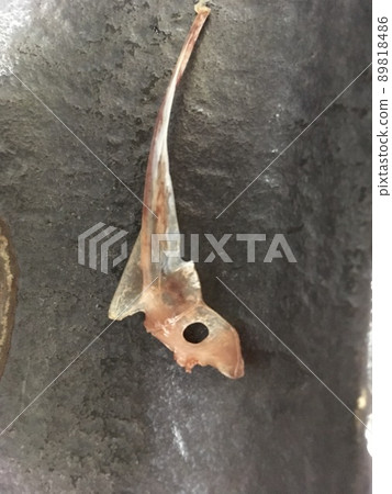 Lucky thing, fish bones in fish 89818486