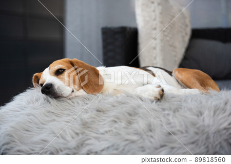 Portrait of Adult male beagle dog sleeping outdoors on sofa Portrait of Adult male beagle dog sleeping outdoors on sofa 89818560