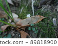 Ainsliaea apiculata flowers blooming in the forest 89818900