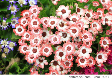 a Dimorphotheca ecklonis or Osteospermum or African Daisy flowers in full bloom 89819057