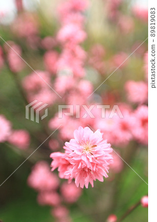 a Prunus serrulata pink blossom at spring a Prunus serrulata pink blossom at spring 89819083