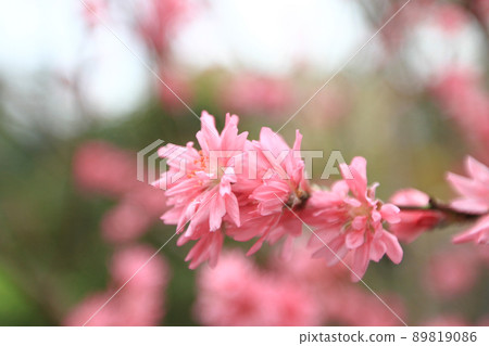 a Prunus serrulata pink blossom at spring a Prunus serrulata pink blossom at spring 89819086