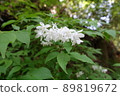 Slender deutzia flowers blooming in the forest 89819672