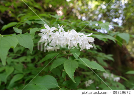 Slender deutzia flowers blooming in the forest Slender deutzia flowers blooming in the forest 89819672