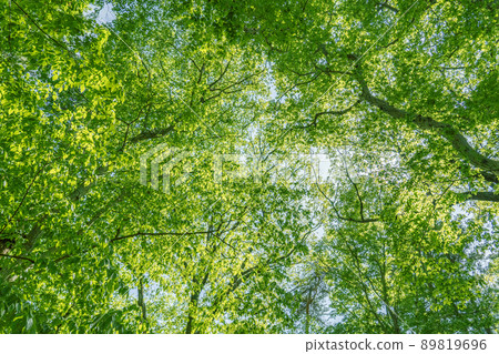 Fresh green sky 89819696