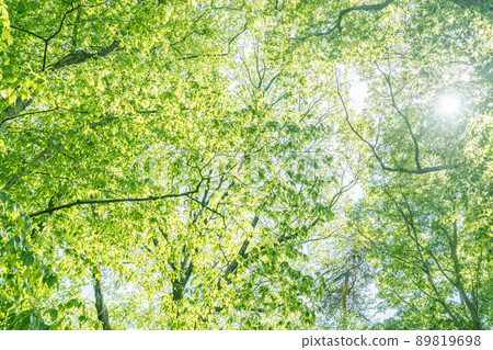 Fresh green sky 89819698