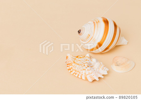 Beach seashells on colored background. Mock up with copy space 89820105