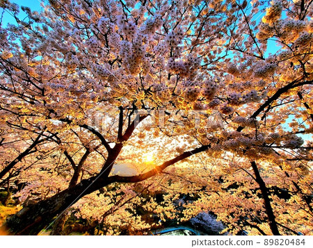 Sakura and Yu in Senkoji Park on Onomichi, Hiroshima 89820484