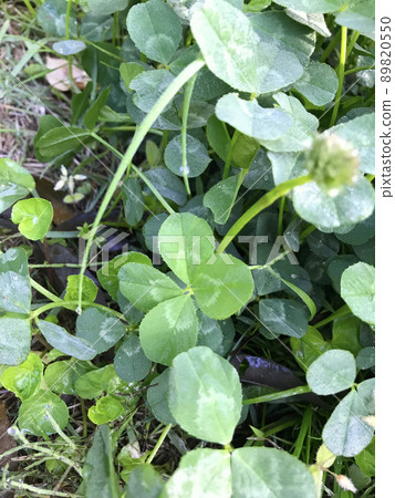 Morning dew and four-leaf clover 89820550