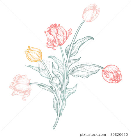 Beautiful hand drawn vector composition with tulip flowers Beautiful hand drawn vector composition with tulip flowers 89820650