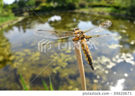 Four-spotted chafer resting at the waterside 89820671