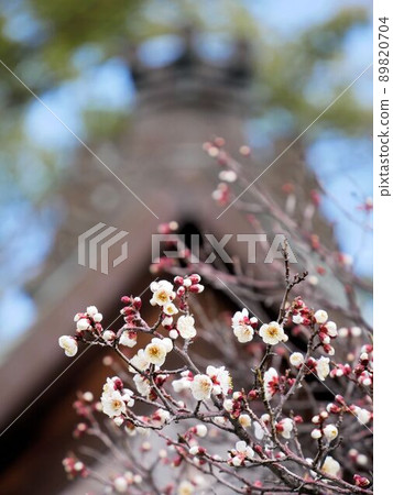 Plum blossoms at Kumamoto Daijingu (Kumamoto City) Plum blossoms at Kumamoto Daijingu (Kumamoto City) 89820704
