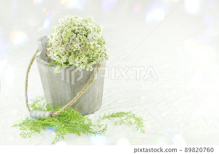 White Yarrow or Achillea millefolium medicinal plant. Medicinal plant yarrow on in a wooden bucket 89820760