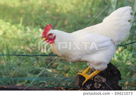 Chicken in a natural environment. Free range chicken 89821073
