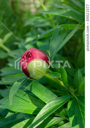 Red bud peony flower.  89821077