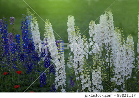 Delphinium flower blooming. 89821117