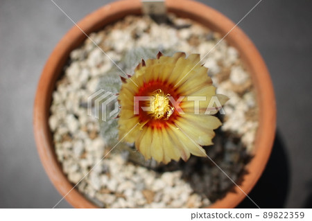 Cactus Helmet Maru Cactus Flower Cactus Helmet Maru Cactus Flower 89822359