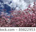櫻花和天空 89822953