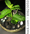 薄荷 89823050