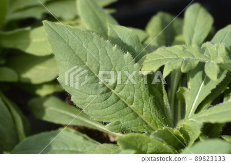 Macedonian scabious 89823133