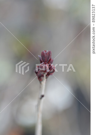 Smoke tree Lilla 89823137
