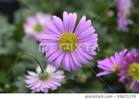 Swan River Daisy Fresco Candy 89823139