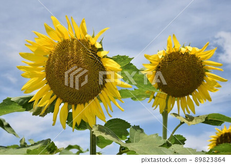 Sayo-cho Nanko sunflower sunflower field Sayo-cho Nanko sunflower sunflower field 89823864