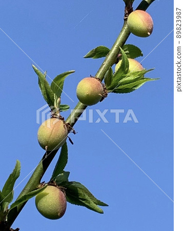 梅子五月 89823987