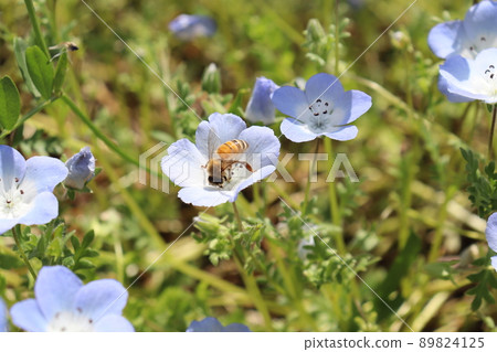 Bees that go around each flower and collect nectar 89824125