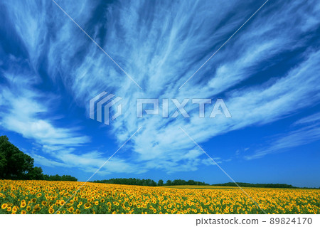 Hokuryu Town, Hokkaido in the summer, a vast sunflower field Hokuryu Town, Hokkaido in the summer, a vast sunflower field 89824170