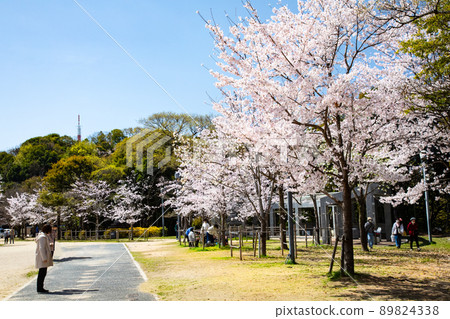 It is the Gotoden Square in Hijiyama Park. The cherry blossoms are in full bloom and it is time to see the cherry blossoms. Please have a bright atmosphere. Hiroshima Prefecture It is the Gotoden Square in Hijiyama Park. The cherry blossoms are in full bloom and it is time to see the cherry blossoms. Please have a bright atmosphere. Hiroshima Prefecture 89824338