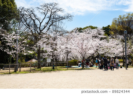 它是羊山公園內的五島電廣場。櫻花盛開,是時候去看櫻花了。請有明亮的氣氛。廣島縣 它是羊山公園內的五島電廣場。櫻花盛開,是時候去看櫻花了。請有明亮的氣氛。廣島縣 89824344