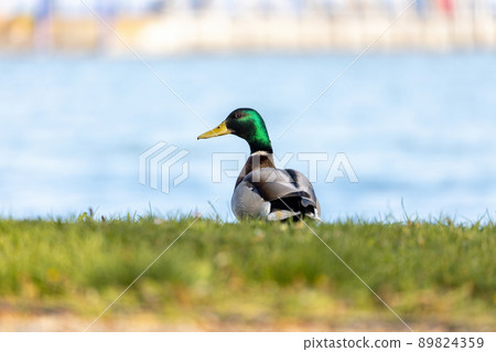 Beautiful colored mallard walking on the beach 89824359