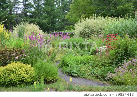 Summer Hokkaido Garden Road-style garden 89824418