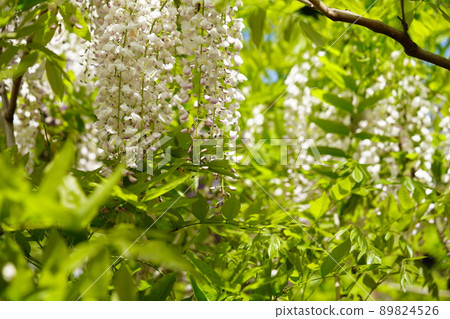 Wisteria flowers at Manba Botanical Garden, Nara Kasuga Taisha Shrine 89824526