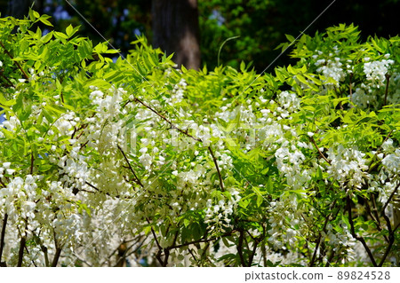 奈良春日大社萬葉植物園的紫藤花 奈良春日大社萬葉植物園的紫藤花 89824528